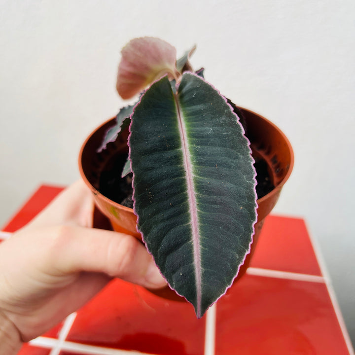 Labisia pumila – Labisia