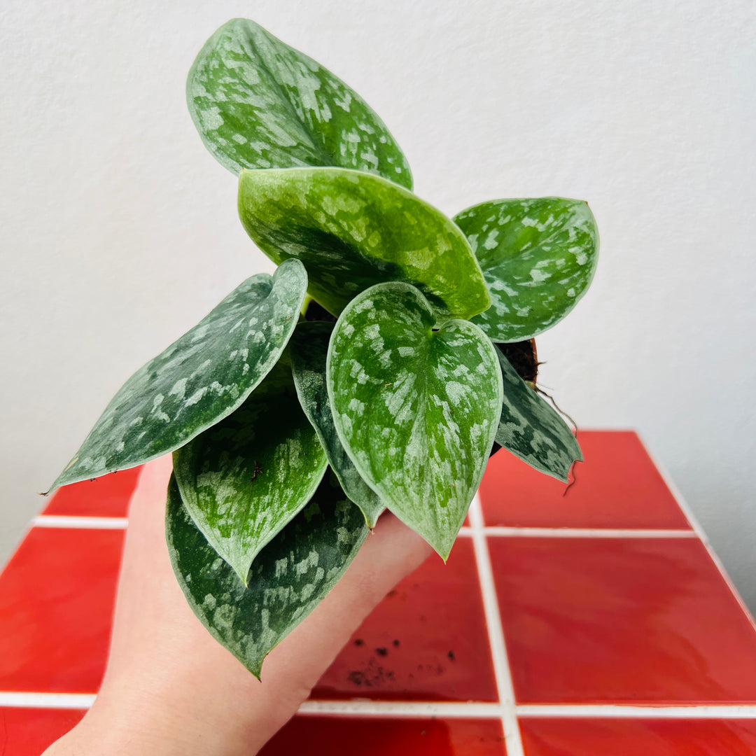 Scindapsus silver ann-  Satin Pothos