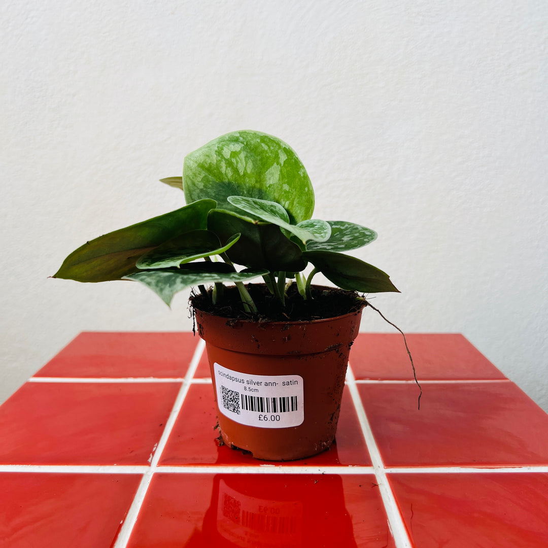Scindapsus silver ann-  Satin Pothos