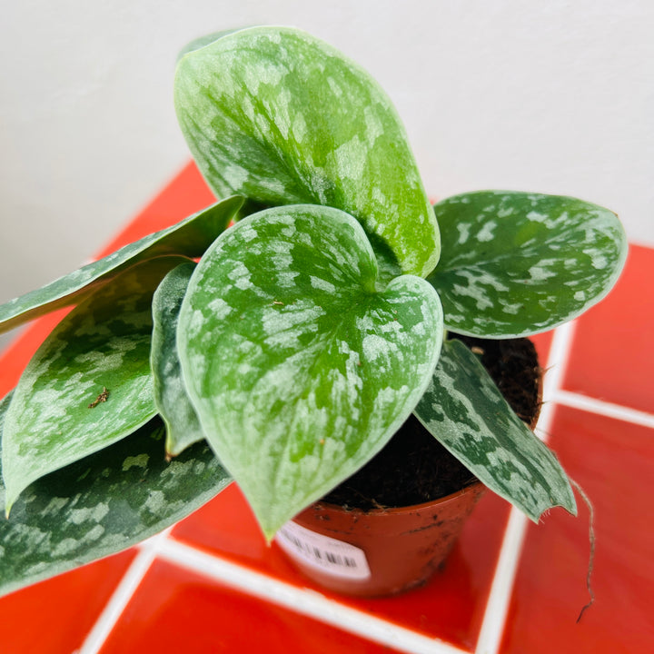 Scindapsus silver ann-  Satin Pothos