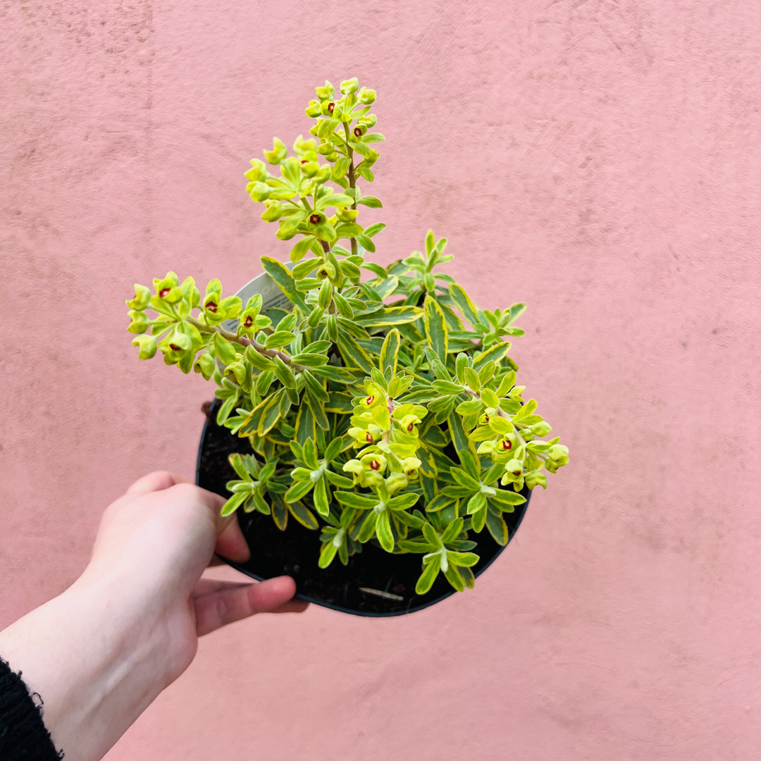 Euphorbia amygdaloides - Wood Spurge