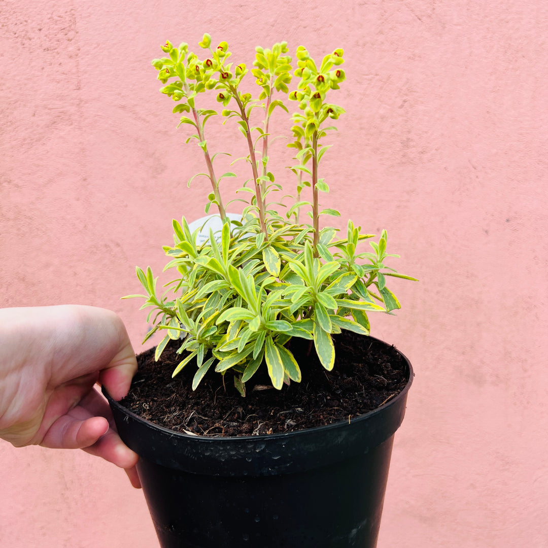 Euphorbia amygdaloides - Wood Spurge