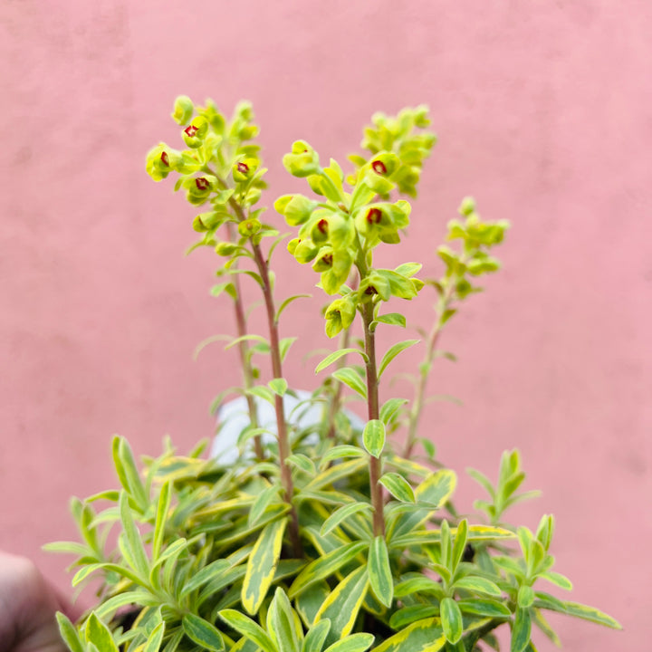 Euphorbia amygdaloides - Wood Spurge