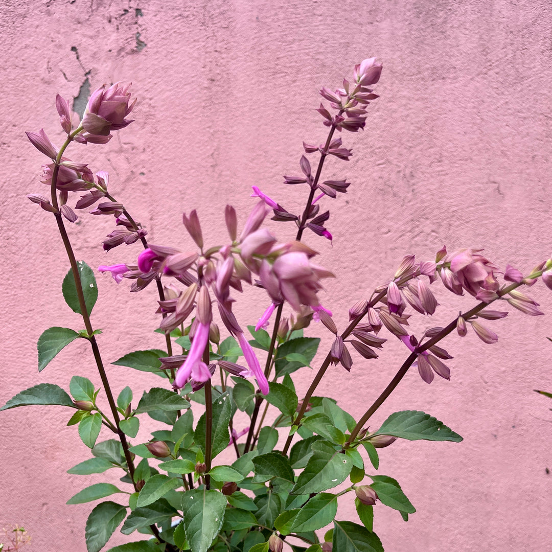 Salvia Love and Wishes - ornamental sage 'Serendip6'PBR'