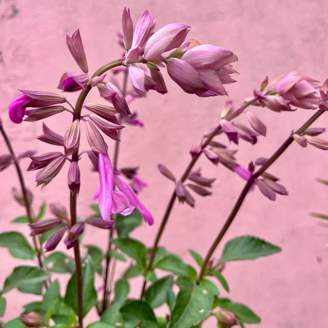 Salvia Love and Wishes - ornamental sage 'Serendip6'PBR'