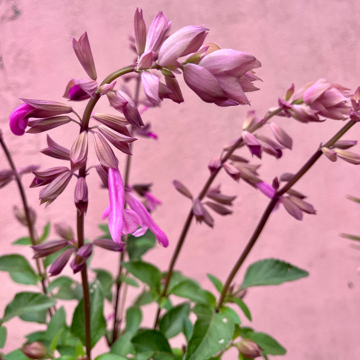 Salvia Love and Wishes - ornamental sage 'Serendip6'PBR'