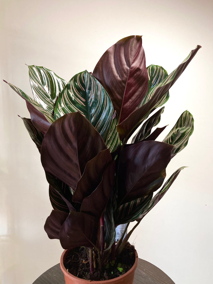 Calathea ornata ‘Sanderiana’ - Pinstripe Plant