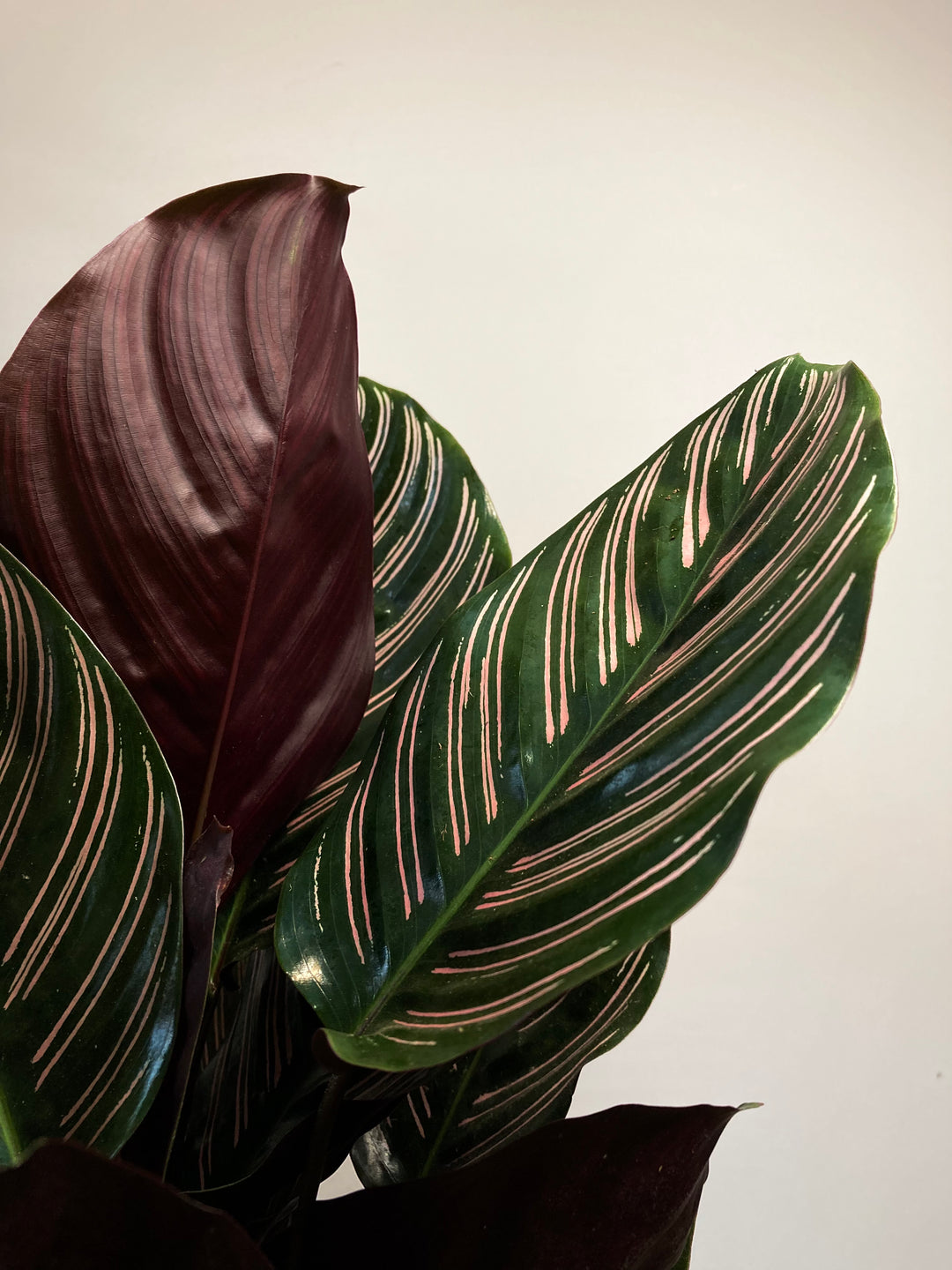 Calathea ornata ‘Sanderiana’ - Pinstripe Plant