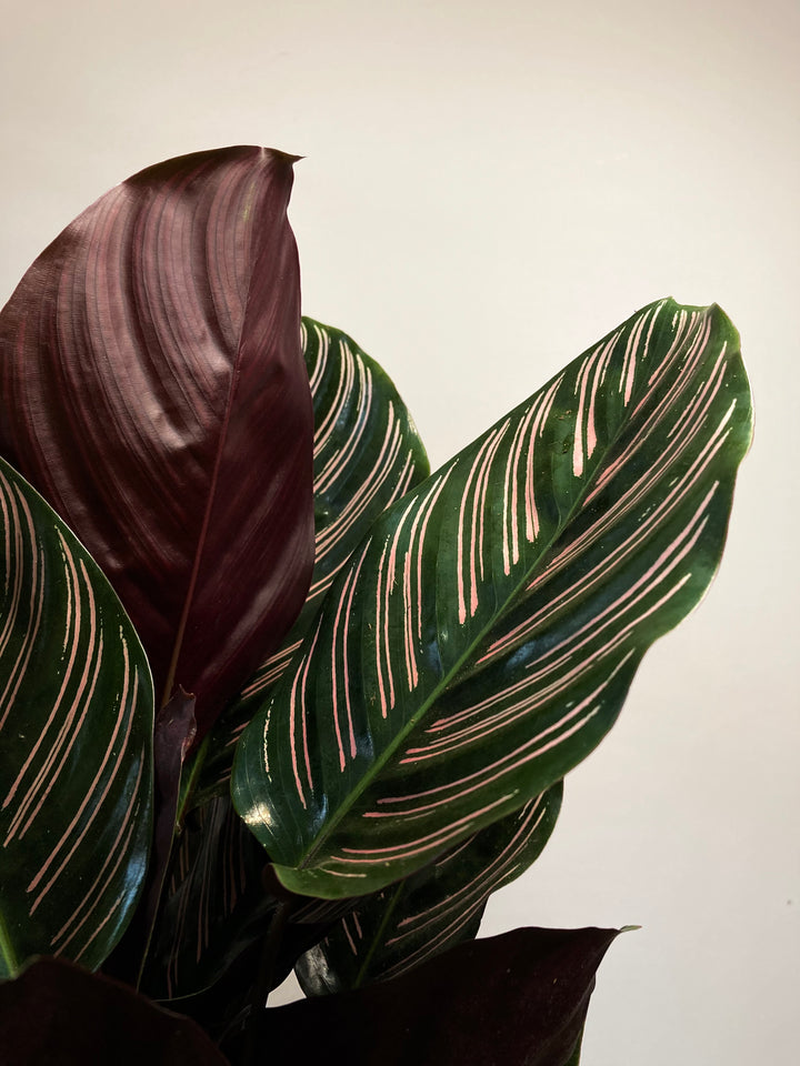Calathea ornata ‘Sanderiana’ - Pinstripe Plant