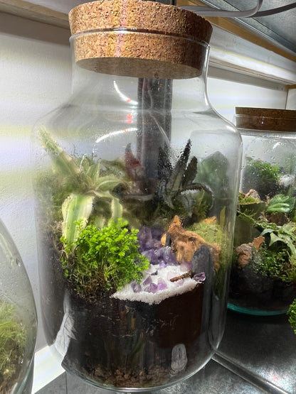 Chela jar Plant Studio Terrarium lucky dip