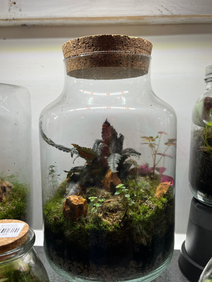 Chela jar Plant Studio Terrarium lucky dip