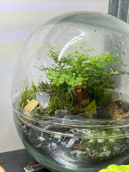 Biodome Plant Studio Terrarium lucky dip