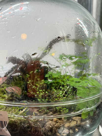 Biodome Plant Studio Terrarium lucky dip