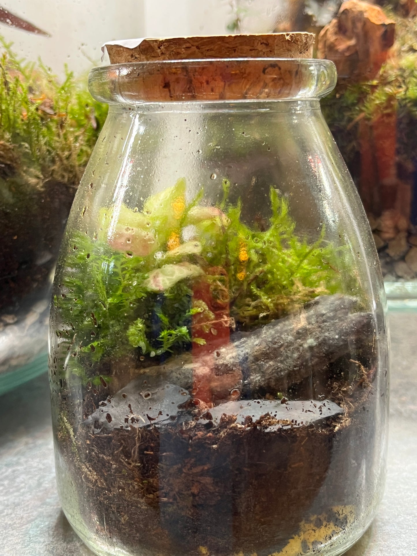 Jammin Jar Plant Studio Terrarium lucky dip