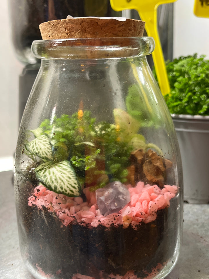 Plant.Studio Jammin Jar Terrarium lucky dip
