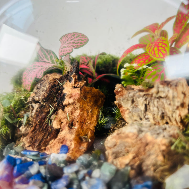 Plant.Studio 'Back Garden' Terrarium