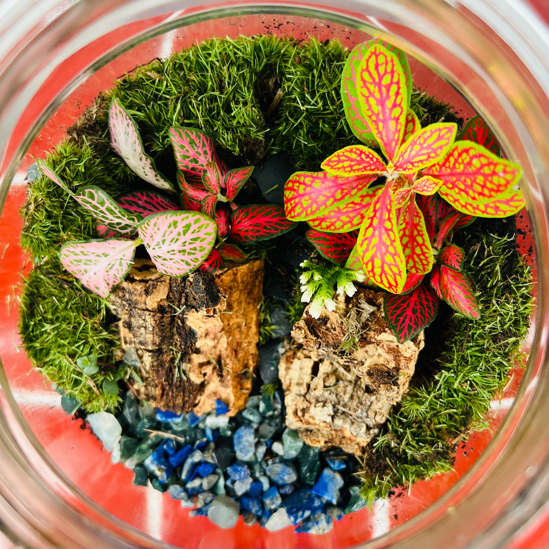 Plant.Studio 'Back Garden' Terrarium