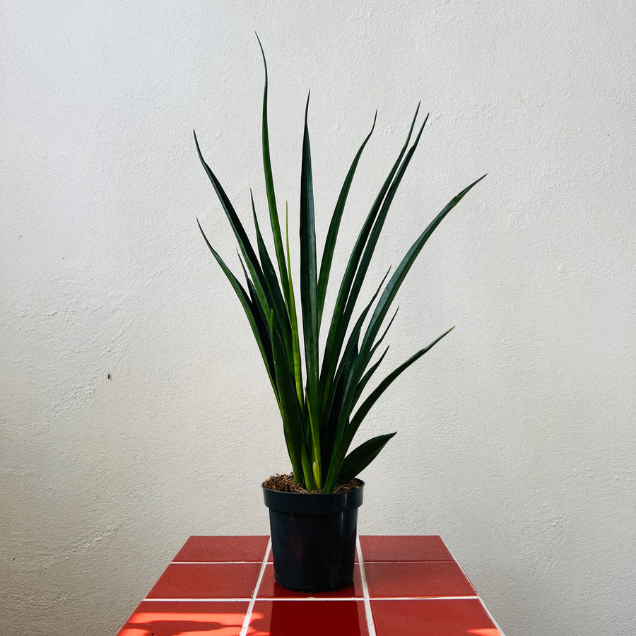 sansevieria kirkii friends Sansevieria kirkii 'Friends' – Plant Studio