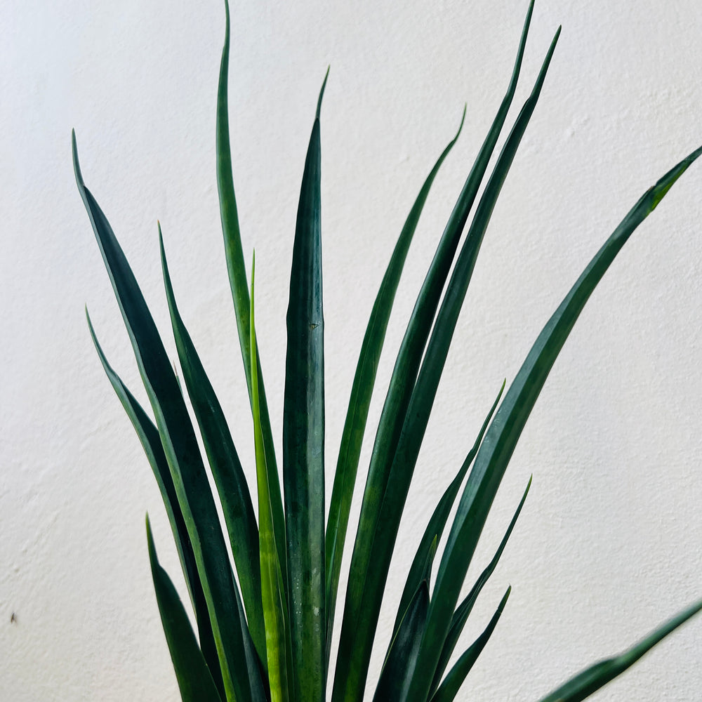 sansevieria kirkii friends Sansevieria kirkii 'Friends' – Plant Studio