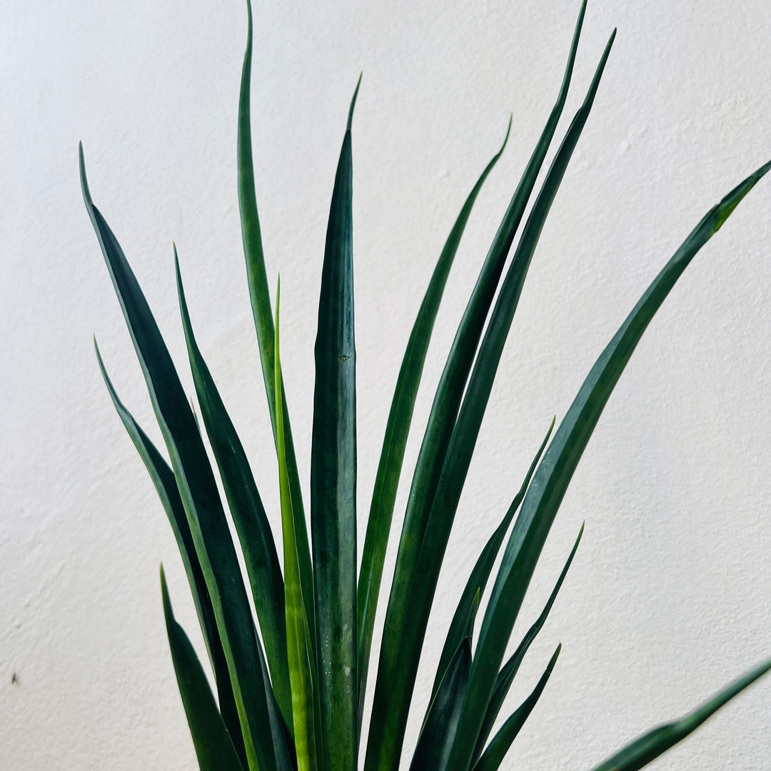 Sansevieria kirkii ‘Friends’