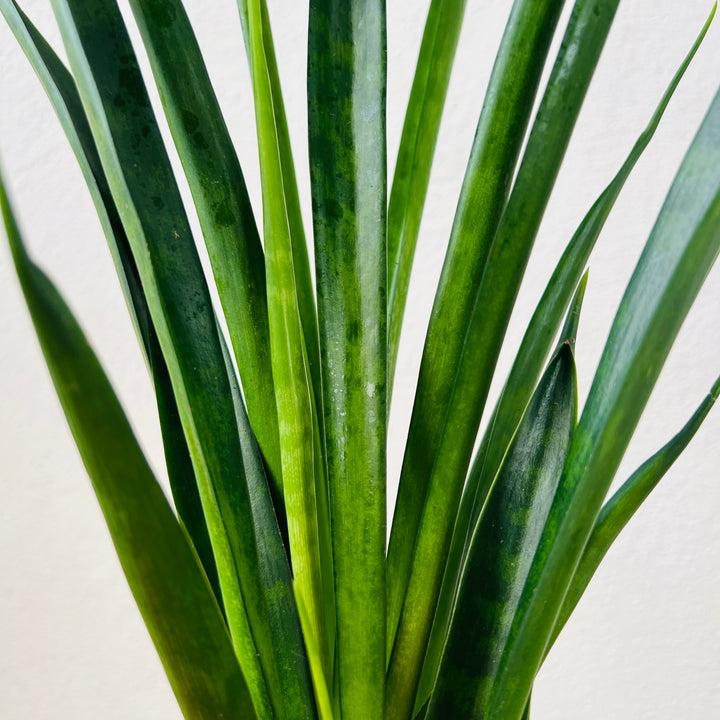 Sansevieria kirkii ‘Friends’