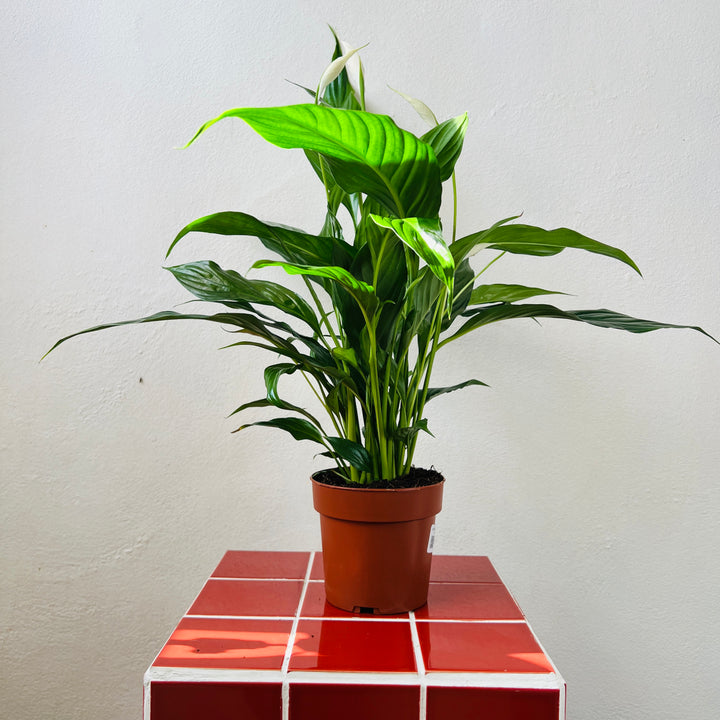 Spathiphyllum ‘Sweet Benito’