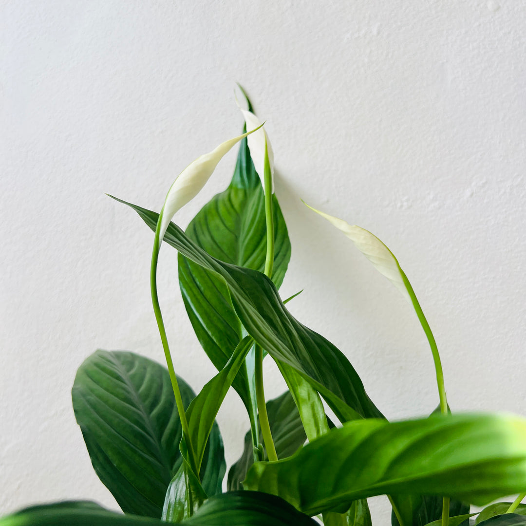 Spathiphyllum ‘Sweet Benito’
