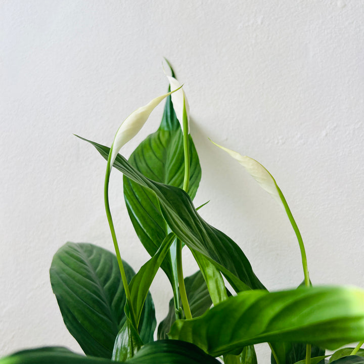 Spathiphyllum ‘Sweet Benito’