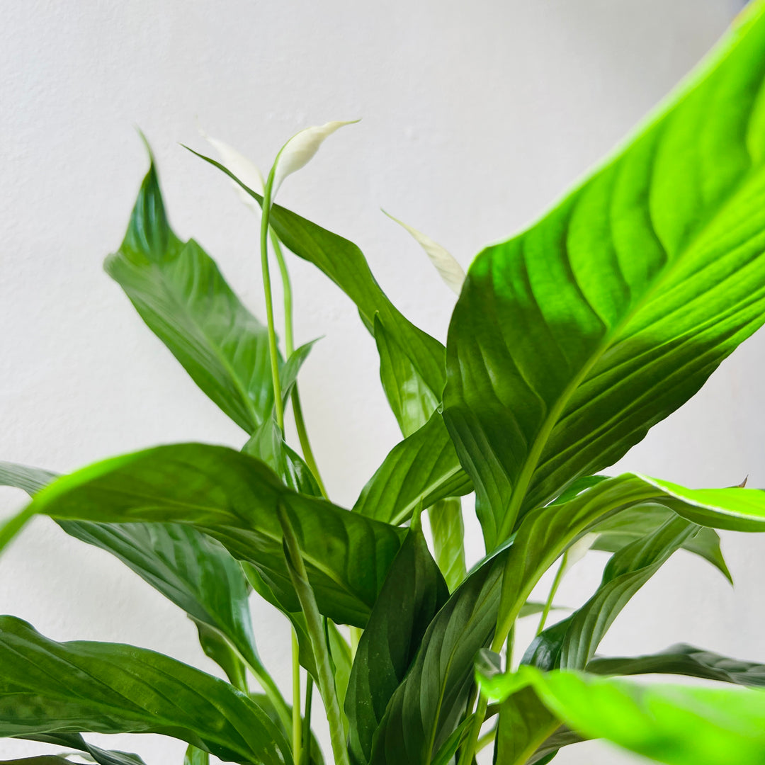 Spathiphyllum ‘Sweet Benito’