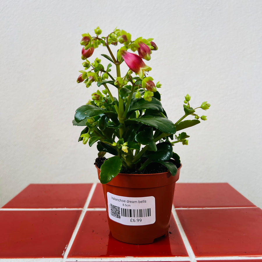 succulent with red bell flowers Kalanchoe Dream Bells