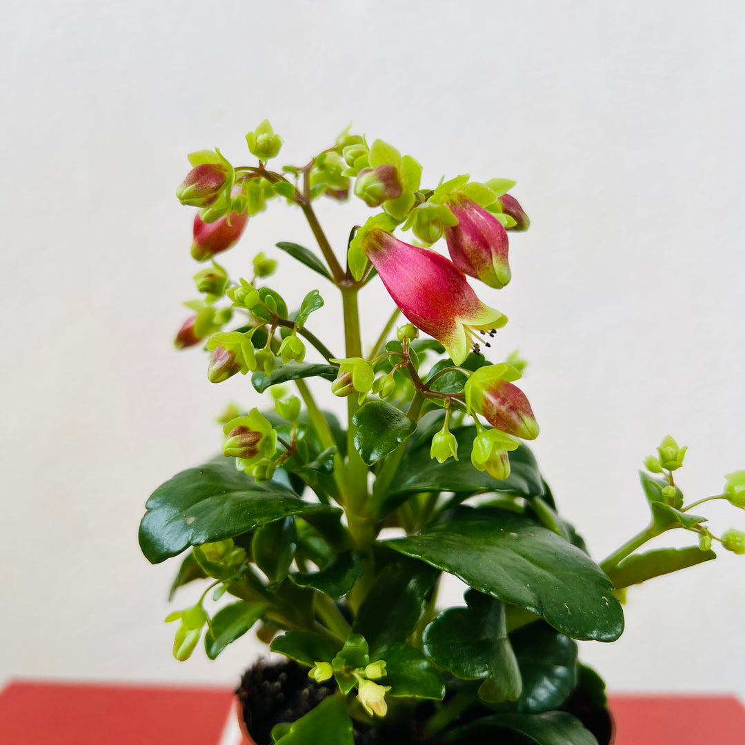 flowering succulent house plant Kalanchoe Dream Bells