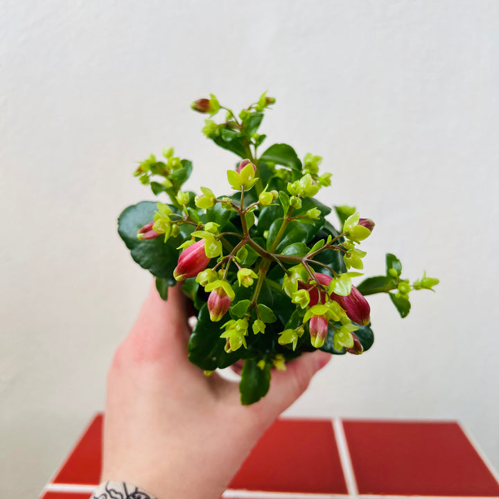 Kalanchoe Dream Bells