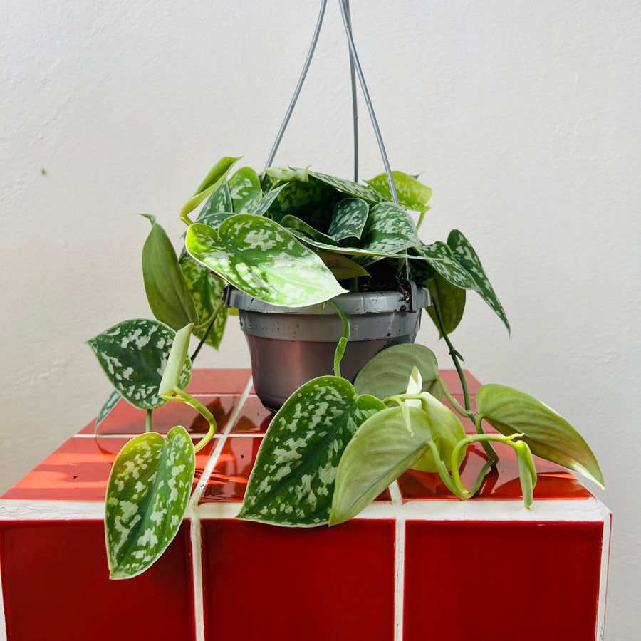 scindapsus pictus satin pothos Scindapsus pictus 'Argyraeus' – Satin Pothos