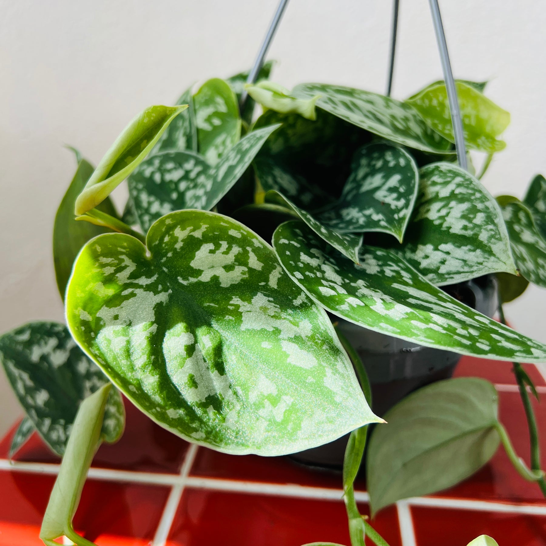 satin pothos argyraeus Scindapsus pictus 'Argyraeus' – Satin Pothos