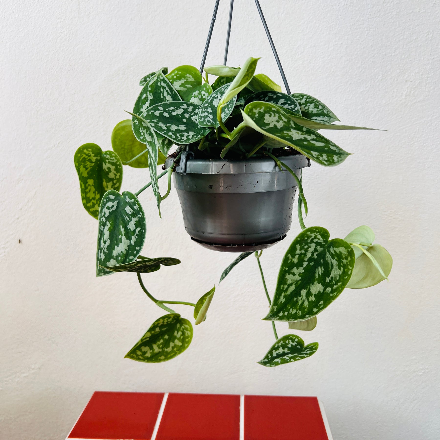 scindapsus pictus argyraeus satin pothos Scindapsus pictus 'Argyraeus' – Satin Pothos