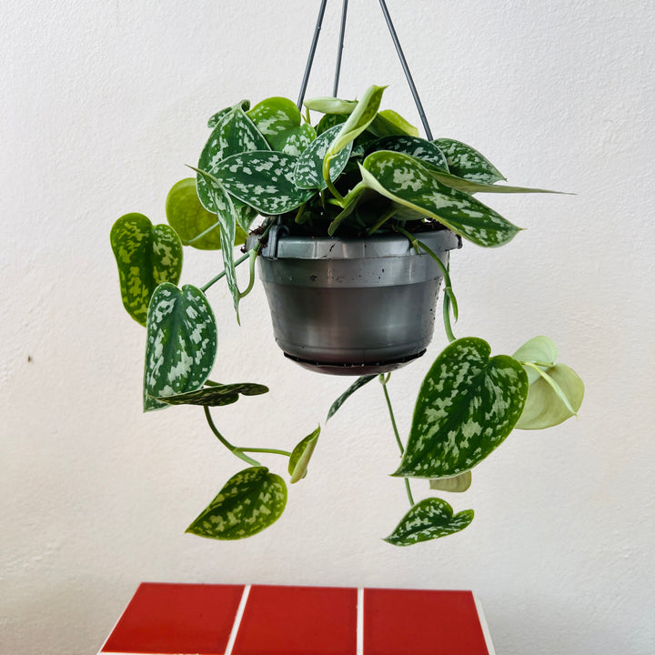 Scindapsus pictus 'Argyraeus' - Satin Pothos