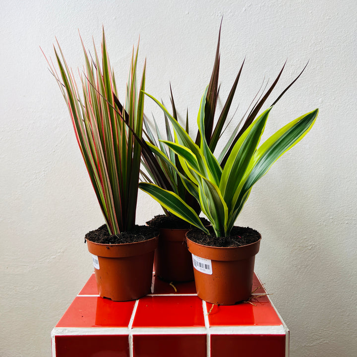 Dracaena Lucky Dip Mix