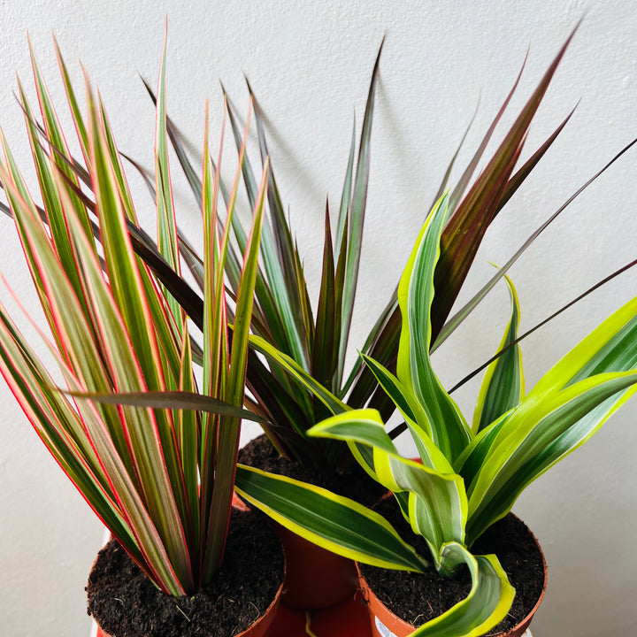 Dracaena Lucky Dip Mix