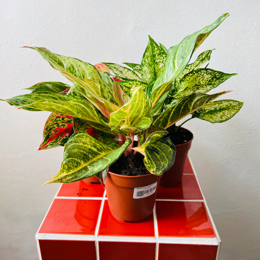 aglaonema plant potting mix Aglaonema Fancy Mix – Lucky Dip Houseplant