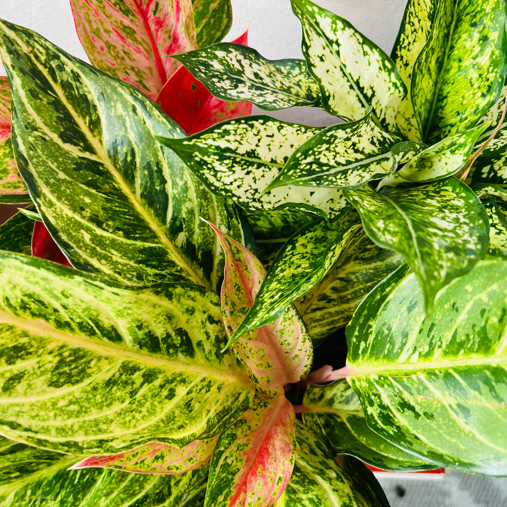 aglaonema chinese lucky plant Aglaonema Fancy Mix – Lucky Dip Houseplant