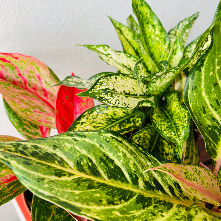 Aglaonema Fancy Mix – Lucky Dip Chinese Evergreen