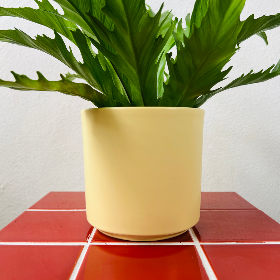 Noor Ceramic Plant Pot