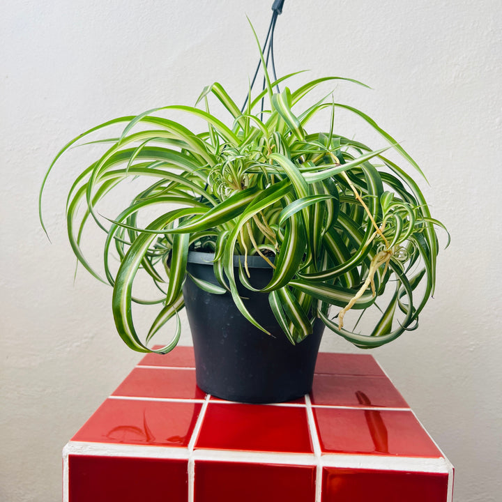 Chlorophytum comosum ‘Bonnie’ - Curly Spider Plant