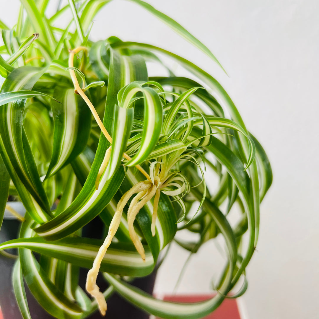 Chlorophytum comosum ‘Bonnie’ - Curly Spider Plant