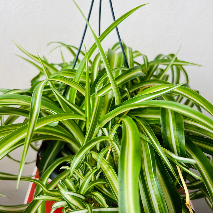Chlorophytum comosum ‘Bonnie’ - Curly Spider Plant