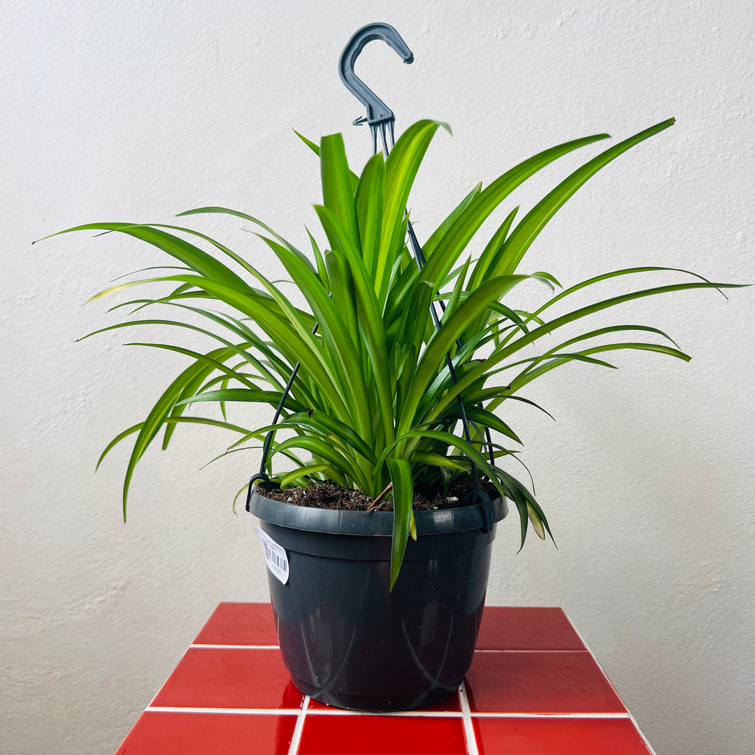 Chlorophytum comosum ‘Hawaiian Spider’