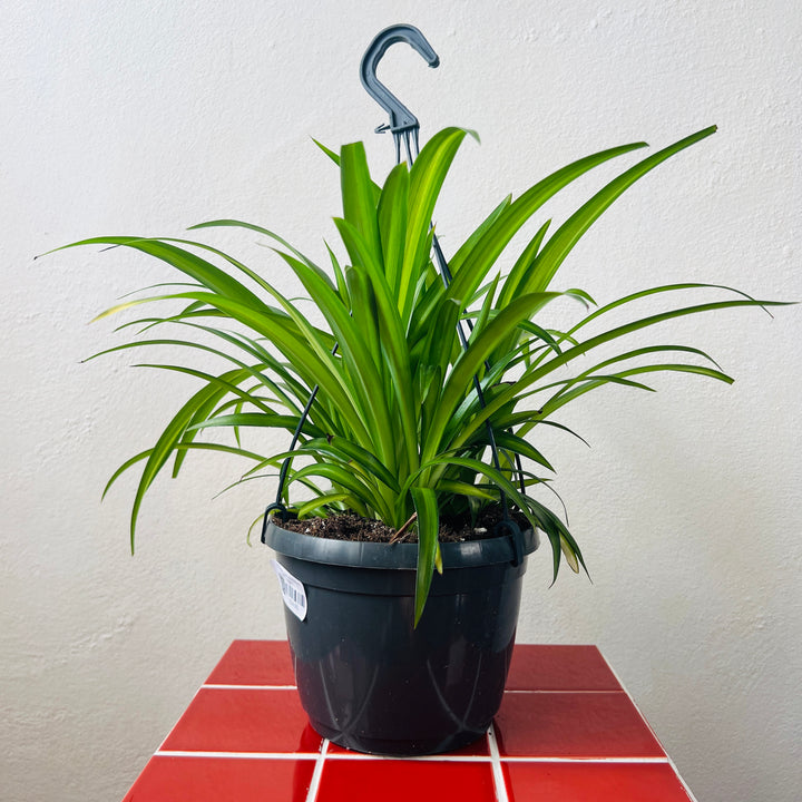 Chlorophytum comosum ‘Hawaiian Spider’