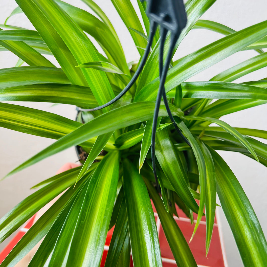 Chlorophytum comosum ‘Hawaiian Spider’