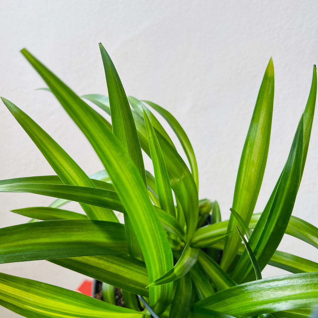Chlorophytum comosum ‘Hawaiian Spider’