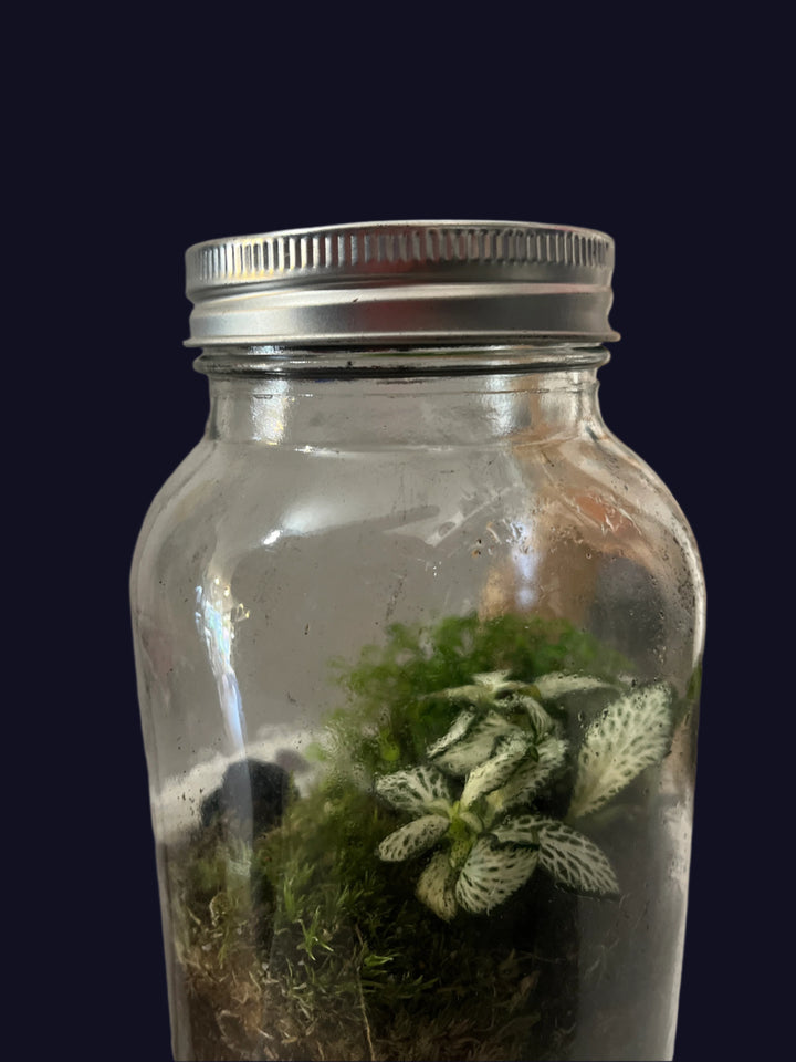 Light up jar Plant Studio Terrarium